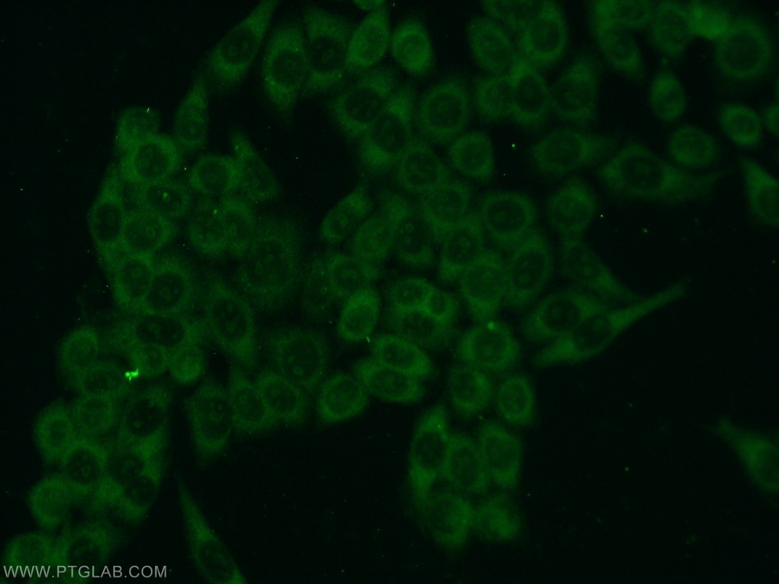 Immunofluorescence (IF) / fluorescent staining of HeLa cells using FN3K Polyclonal antibody (14293-1-AP)