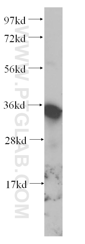 Western Blot (WB) analysis of HeLa cells using FN3K Polyclonal antibody (14293-1-AP)