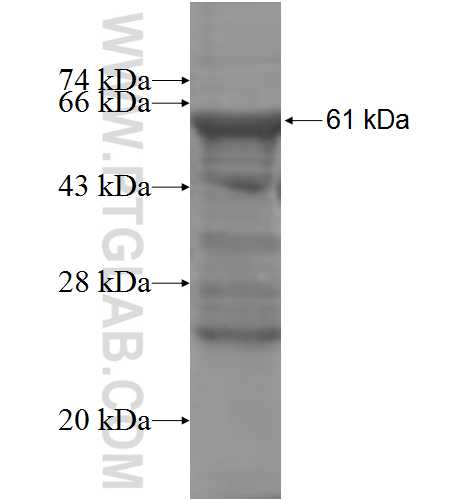 FN3K fusion protein Ag5617 SDS-PAGE