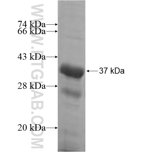 FN3K fusion protein Ag5803 SDS-PAGE
