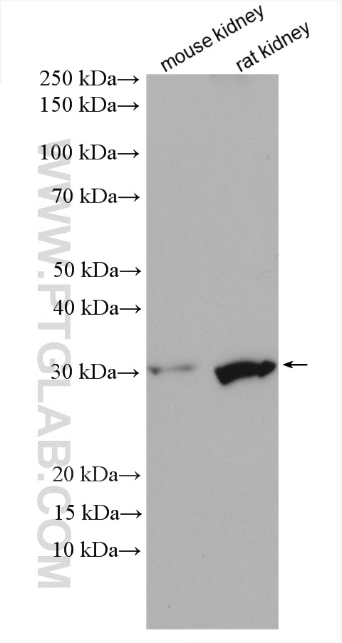 Western Blot (WB) analysis of various lysates using FN3KRP Polyclonal antibody (16312-1-AP)