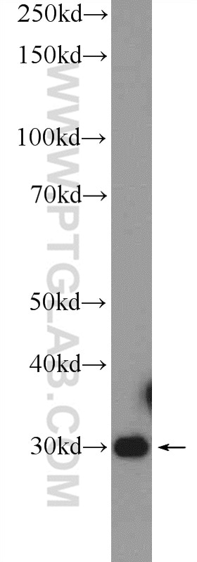 Western Blot (WB) analysis of HeLa cells using FN3KRP Polyclonal antibody (16312-1-AP)