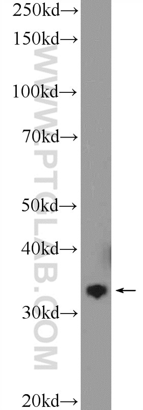 Western Blot (WB) analysis of HEK-293 cells using FN3KRP Polyclonal antibody (16312-1-AP)