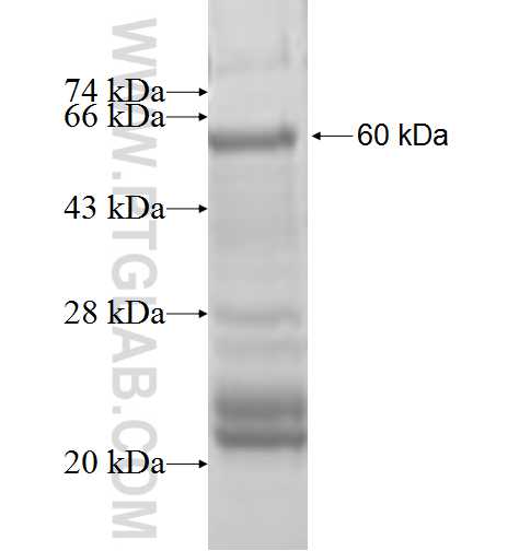 FN3KRP fusion protein Ag9347 SDS-PAGE