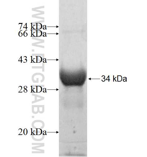 FN3KRP fusion protein Ag9383 SDS-PAGE