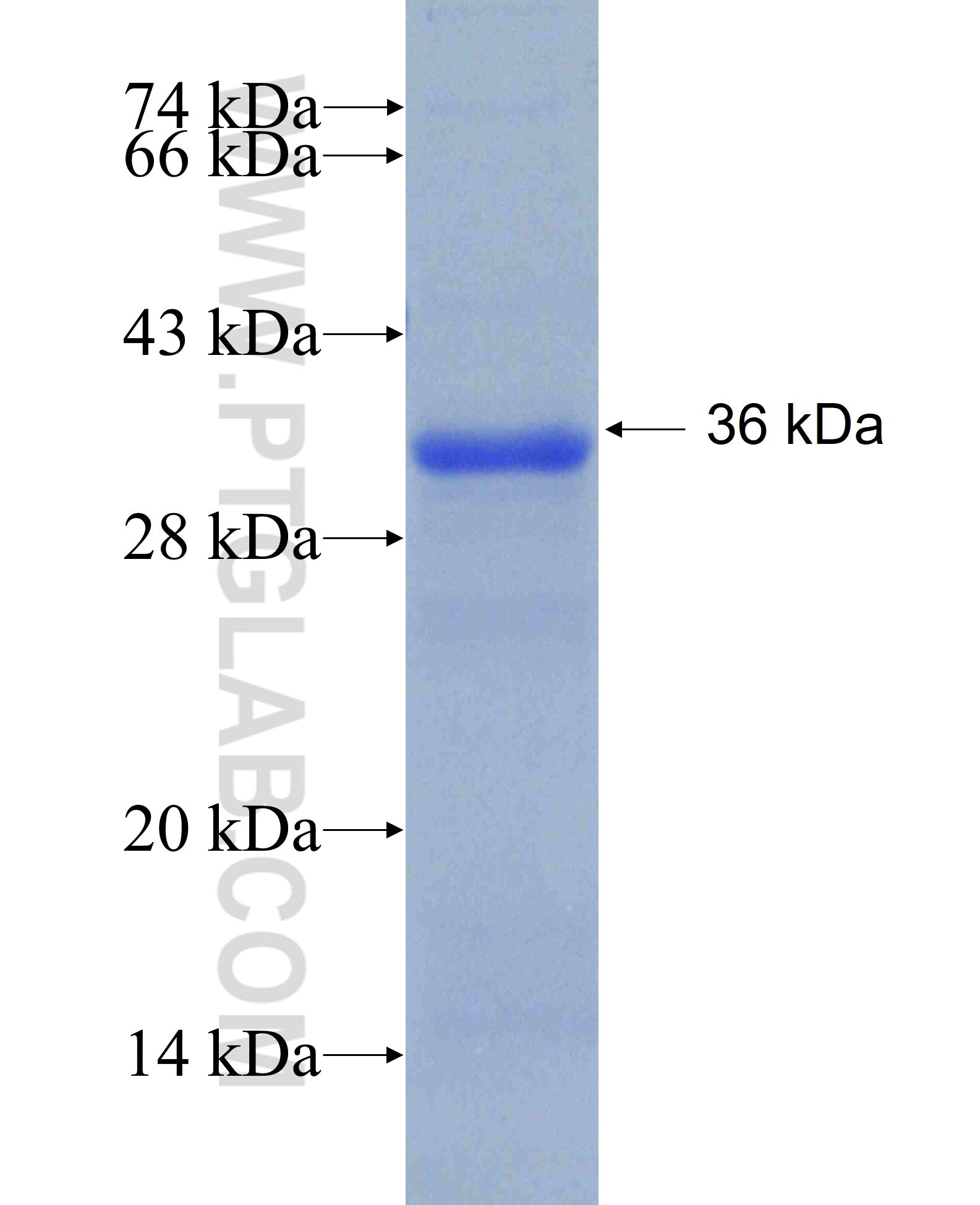 FN3KRP fusion protein Ag9383 SDS-PAGE