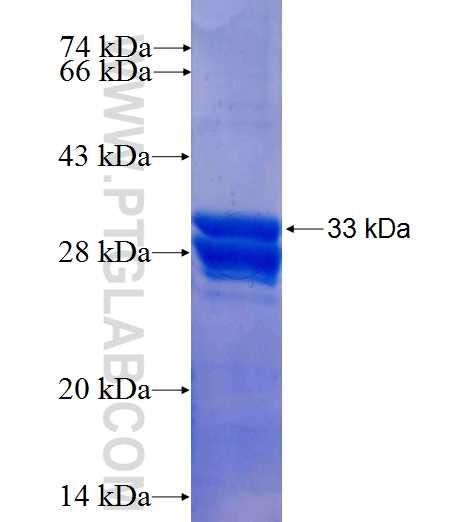 FNBP1 fusion protein Ag25784 SDS-PAGE