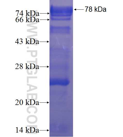 FNBP4 fusion protein Ag4192 SDS-PAGE