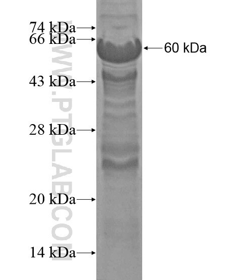 FNDC1 fusion protein Ag20036 SDS-PAGE