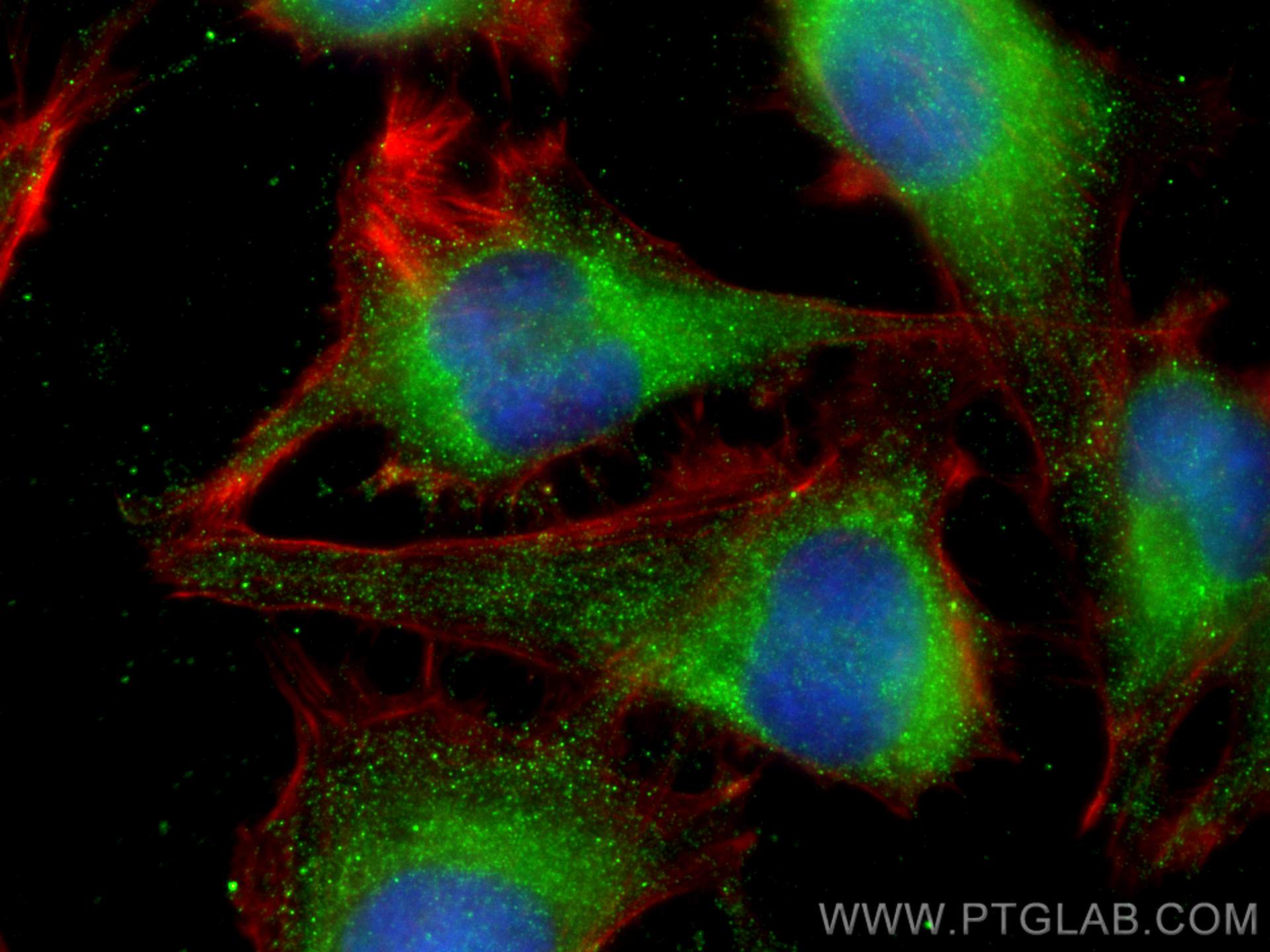 Immunofluorescence (IF) / fluorescent staining of U-251 cells using FNDC3A Polyclonal antibody (25240-1-AP)