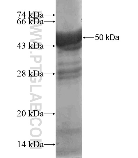FNDC3A fusion protein Ag18736 SDS-PAGE