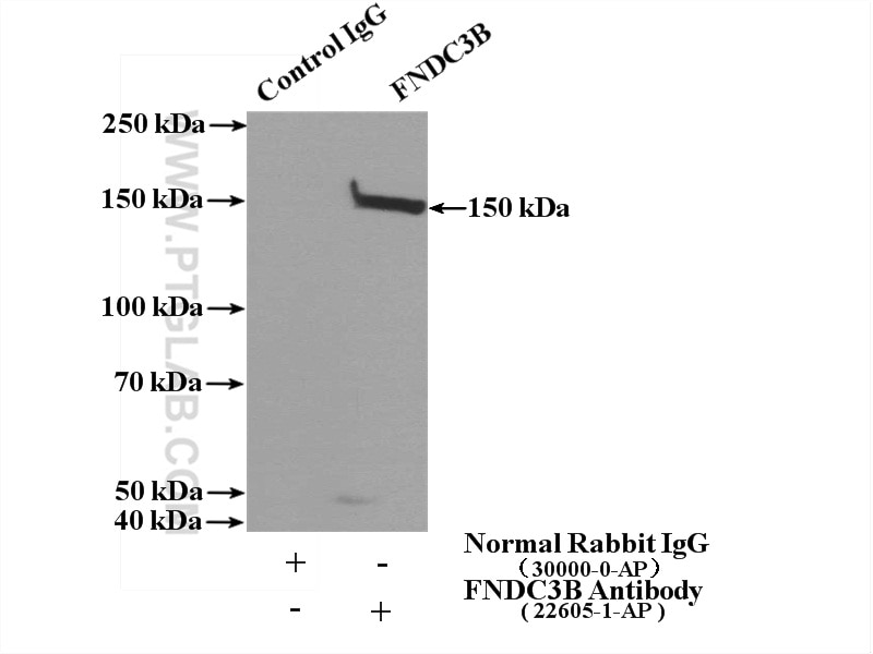 Immunoprecipitation (IP) experiment of HepG2 cells using FNDC3B Polyclonal antibody (22605-1-AP)