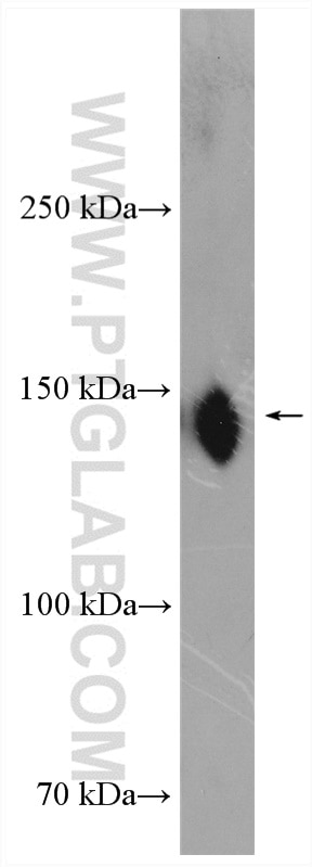 Western Blot (WB) analysis of C6 cells using FNDC3B Polyclonal antibody (22605-1-AP)