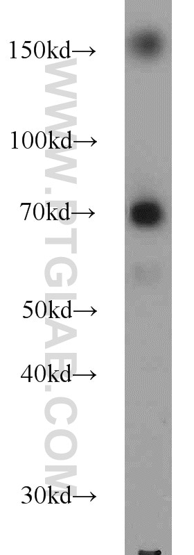 Western Blot (WB) analysis of HL-60 cells using FNDC3B Polyclonal antibody (22605-1-AP)