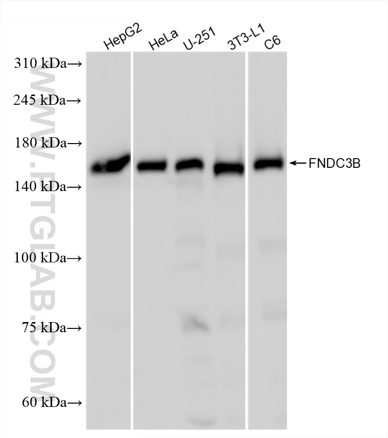 Western Blot (WB) analysis of various lysates using FNDC3B Recombinant antibody (86272-1-RR)