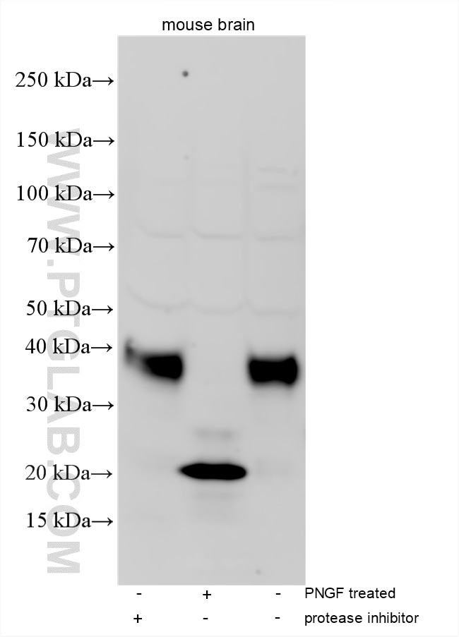 Western Blot (WB) analysis of various lysates using FNDC4 Polyclonal antibody (13632-1-AP)