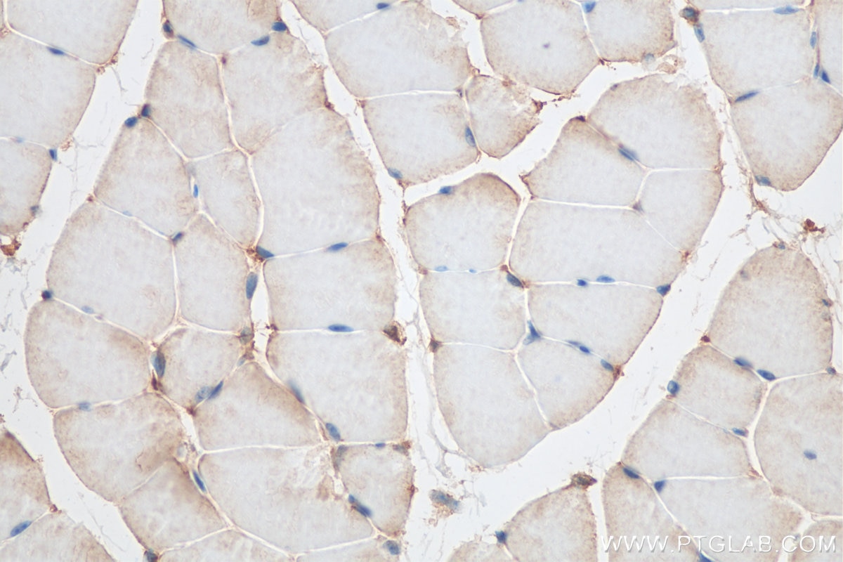 Immunohistochemistry (IHC) staining of mouse skeletal muscle tissue using FNDC5 Polyclonal antibody (23995-1-AP)