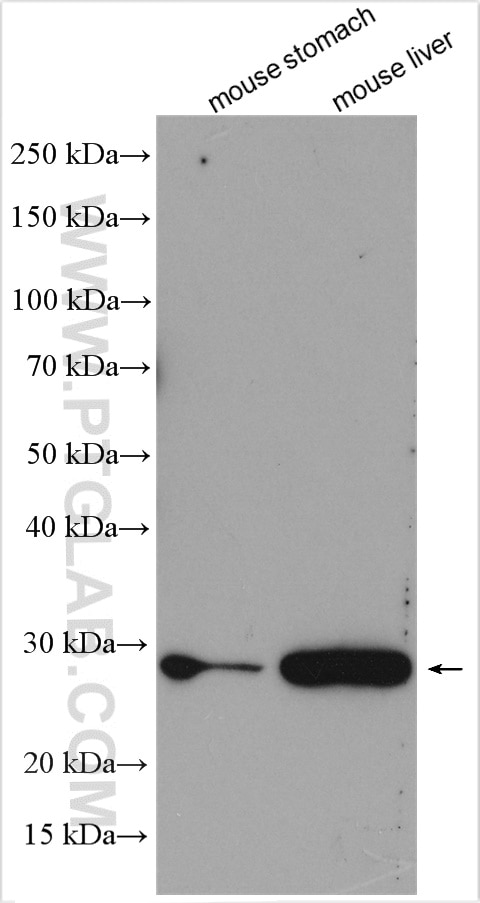 Western Blot (WB) analysis of various lysates using FNDC5 Polyclonal antibody (23995-1-AP)