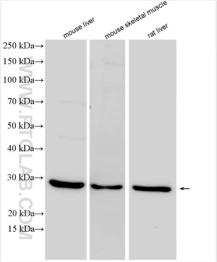 Western Blot (WB) analysis of various lysates using FNDC5 Polyclonal antibody (23995-1-AP)