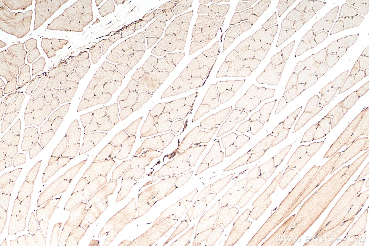 Immunohistochemistry (IHC) staining of mouse skeletal muscle tissue using FNDC5 Recombinant antibody (82671-1-RR)