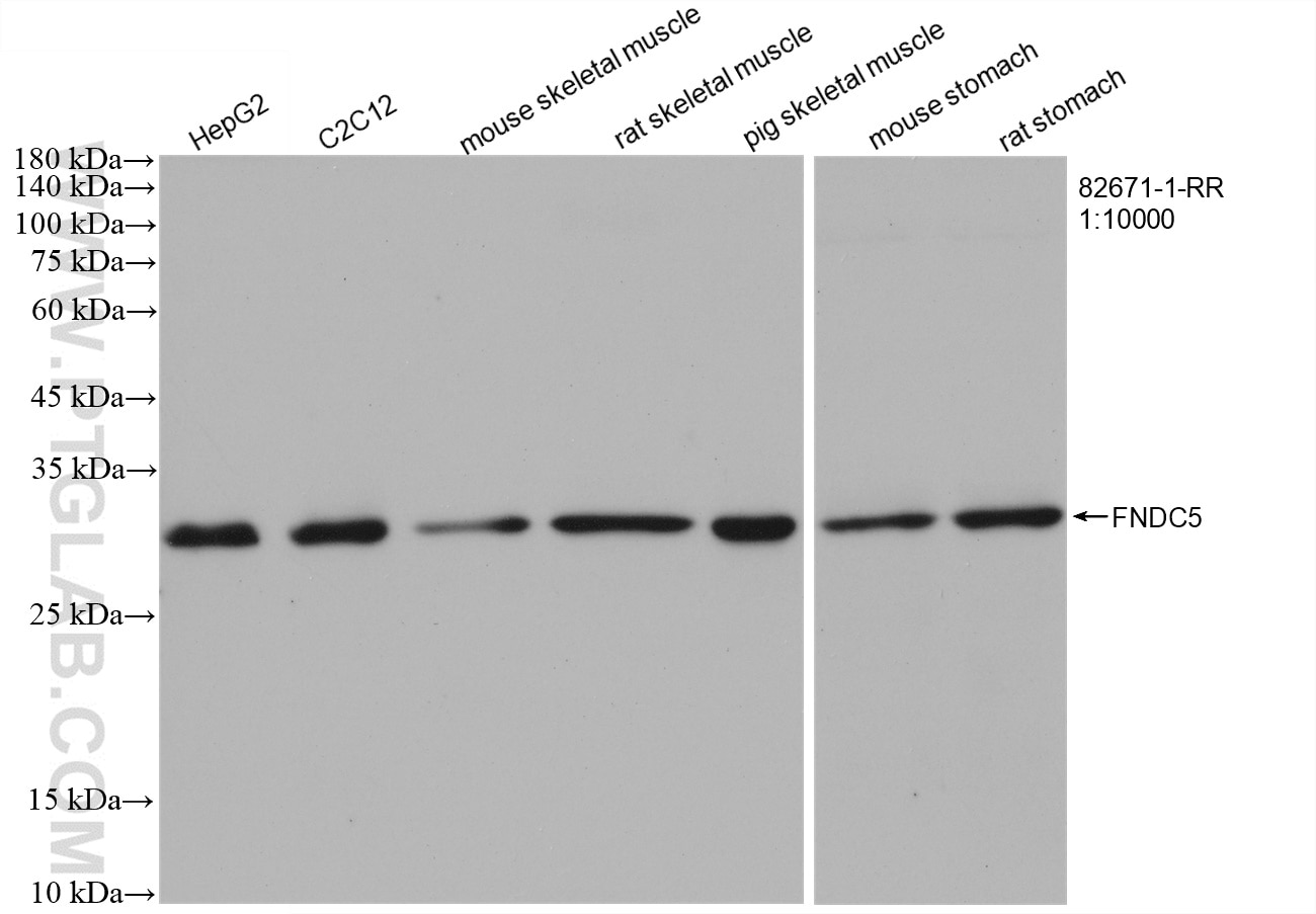 Western Blot (WB) analysis of various lysates using FNDC5 Recombinant antibody (82671-1-RR)