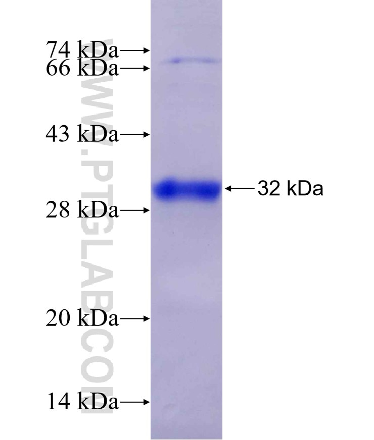 FNDC5 fusion protein Ag29714 SDS-PAGE