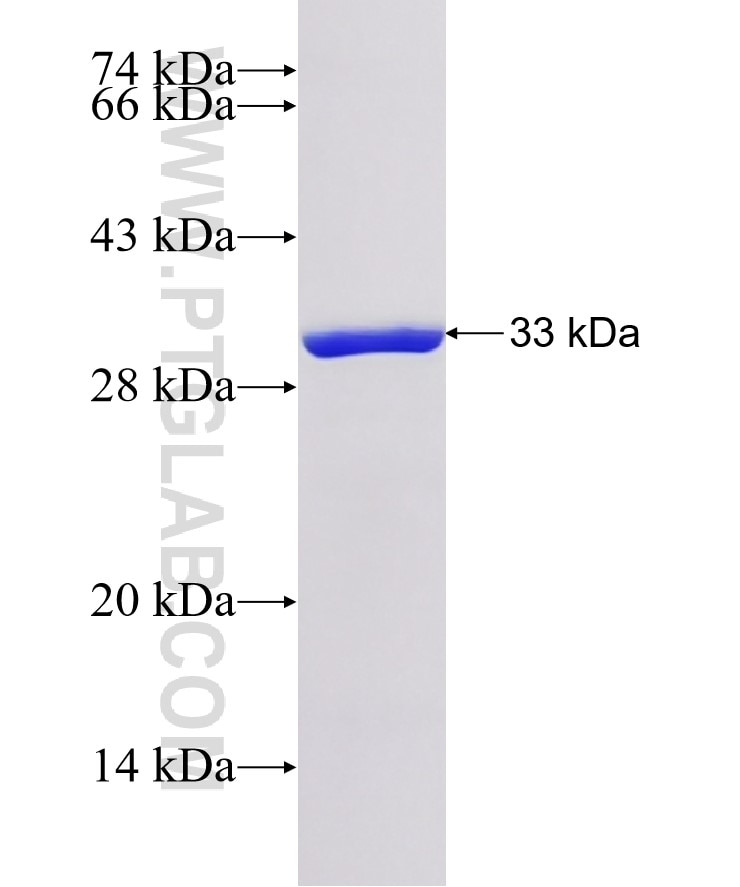 FNDC5 fusion protein Ag21195 SDS-PAGE