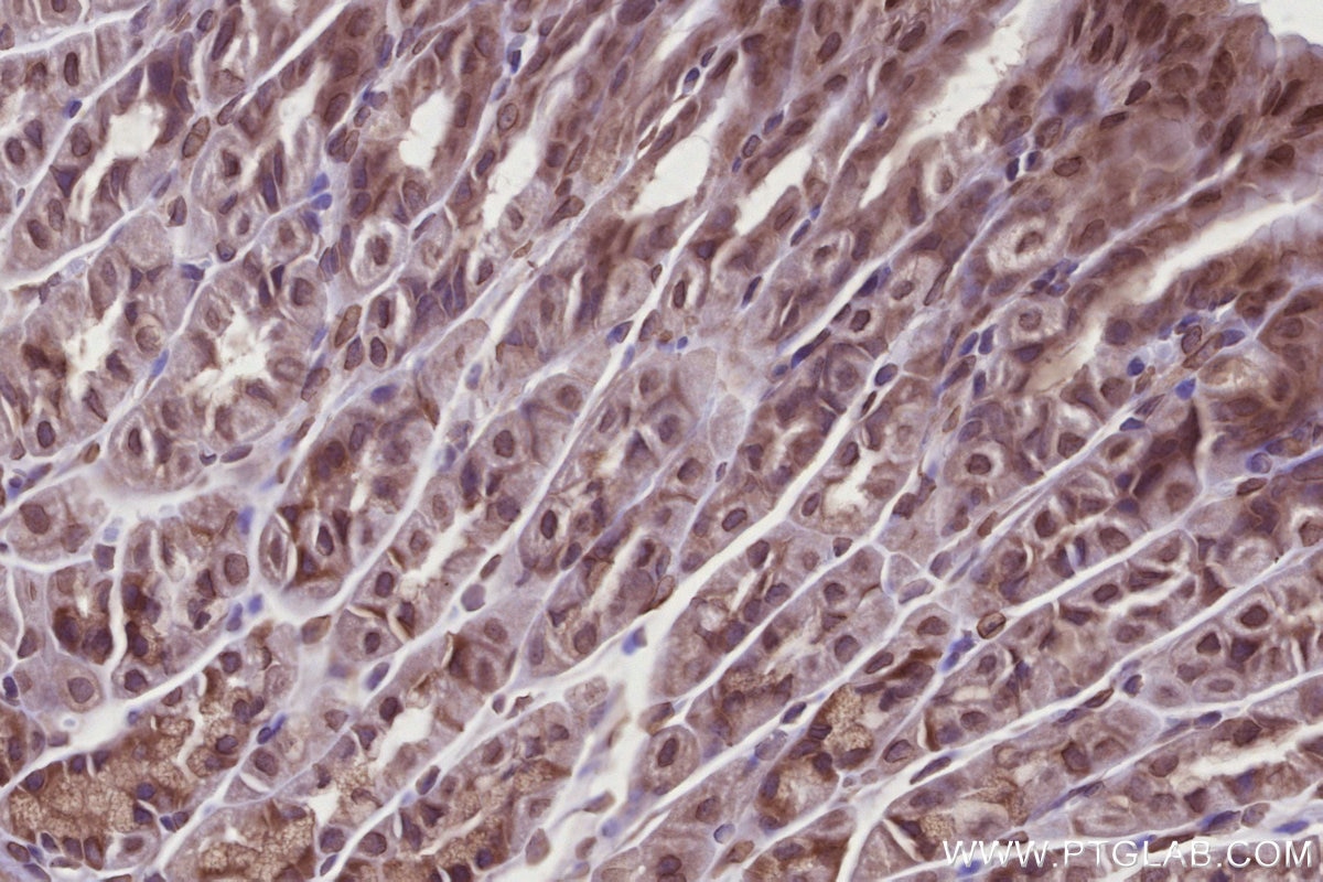 IHC staining of mouse stomach using 28380-1-AP Immunohistochemistry (IHC) staining of mouse stomach tissue using FNIP1 Polyclonal antibody (28380-1-AP)