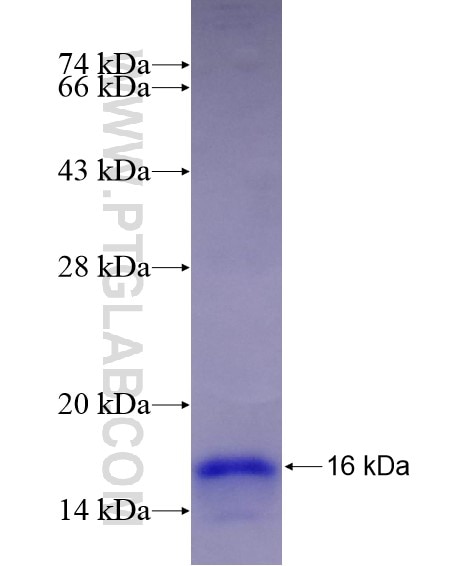 FNIP1 fusion protein Ag28976 SDS-PAGE