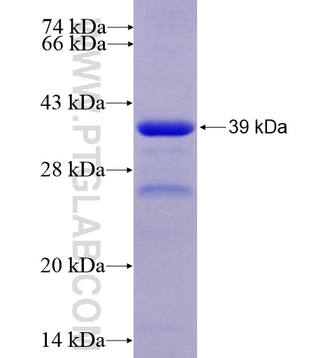 FNIP1 fusion protein Ag13899 SDS-PAGE