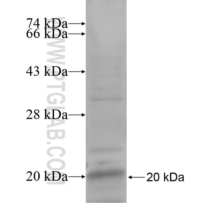 FNIP1 fusion protein Ag13942 SDS-PAGE