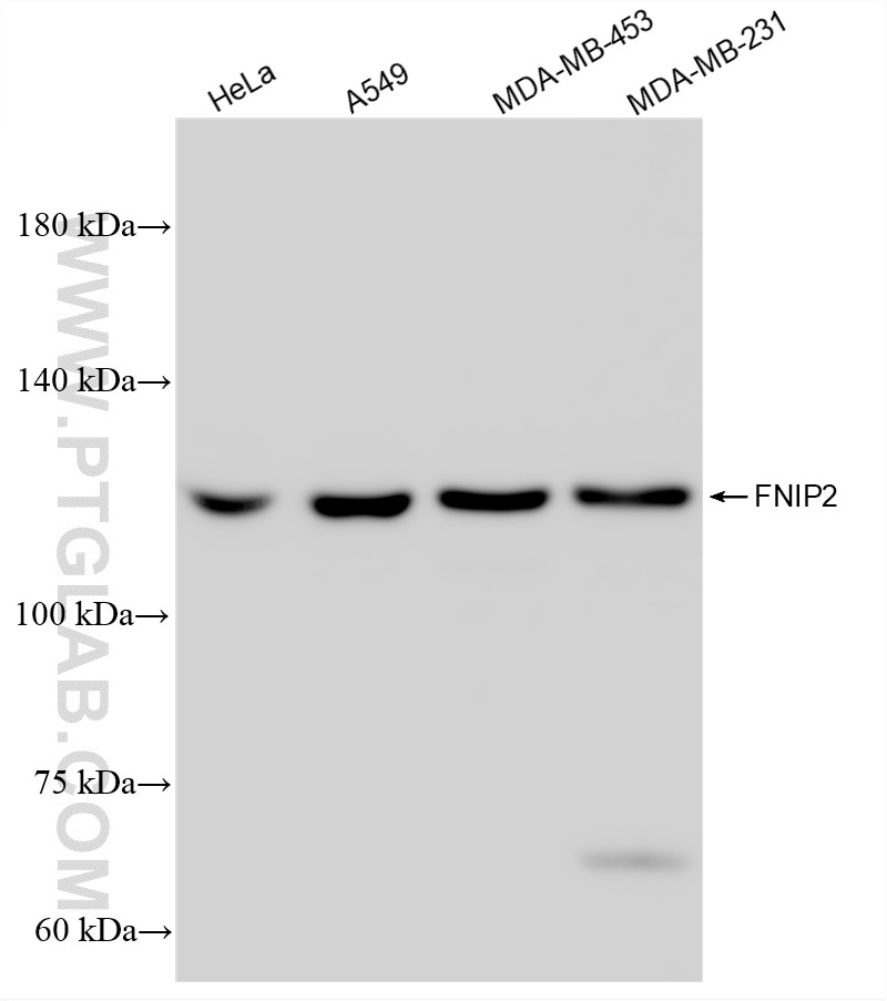 WB analysis using 84371-2-RR Western Blot (WB) analysis of various lysates using FNIP2 Recombinant monoclonal antibody (84371-2-RR)