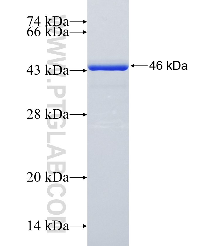 FNIP2 fusion protein Ag35014 SDS-PAGE
