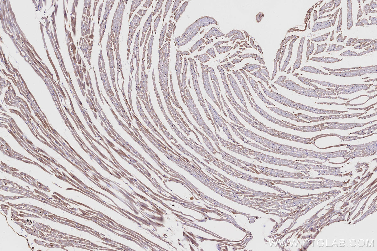 Immunohistochemistry (IHC) staining of mouse heart tissue using FNTA Polyclonal antibody (12274-1-AP)
