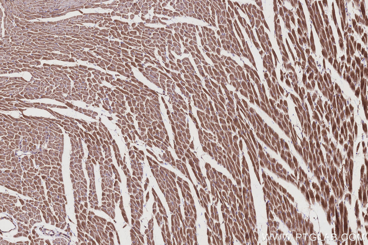 Immunohistochemistry (IHC) staining of rat heart tissue using FNTA Polyclonal antibody (12274-1-AP)