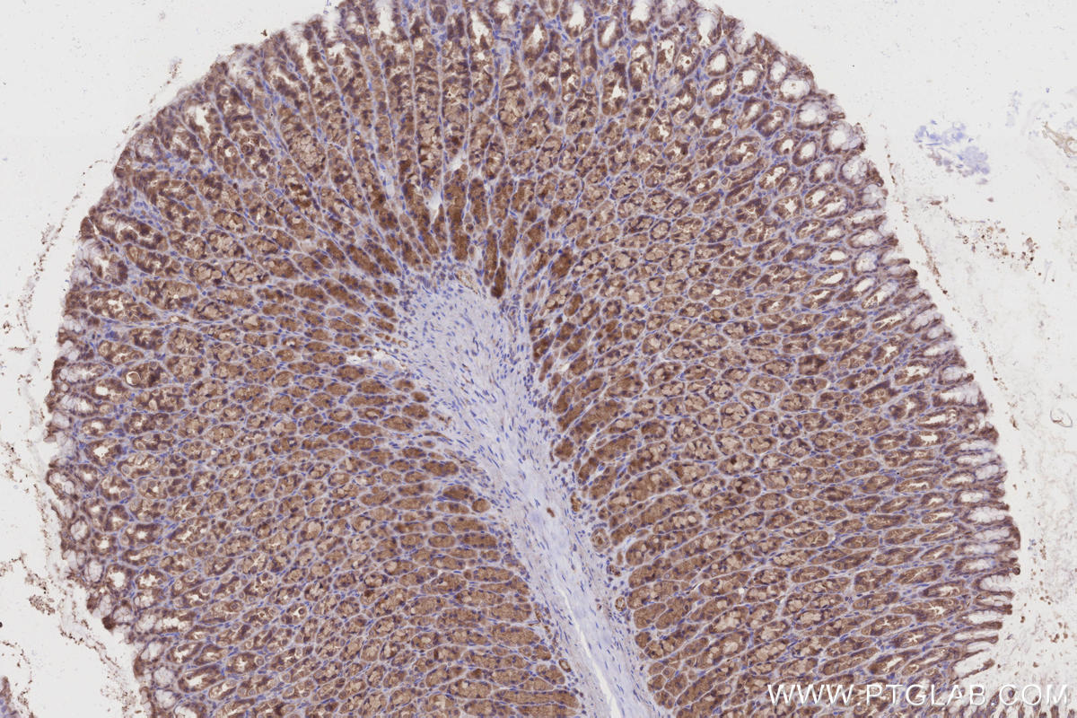 Immunohistochemistry (IHC) staining of rat stomach tissue using FNTA Polyclonal antibody (12274-1-AP)
