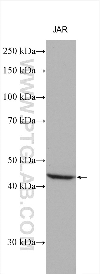 Western Blot (WB) analysis of various lysates using FNTA Polyclonal antibody (12274-1-AP)