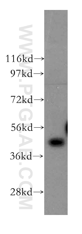 Western Blot (WB) analysis of NIH/3T3 cells using FNTA Polyclonal antibody (12274-1-AP)