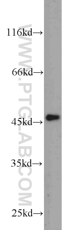 Western Blot (WB) analysis of 3T3-L1 cells using FNTA Polyclonal antibody (12274-1-AP)