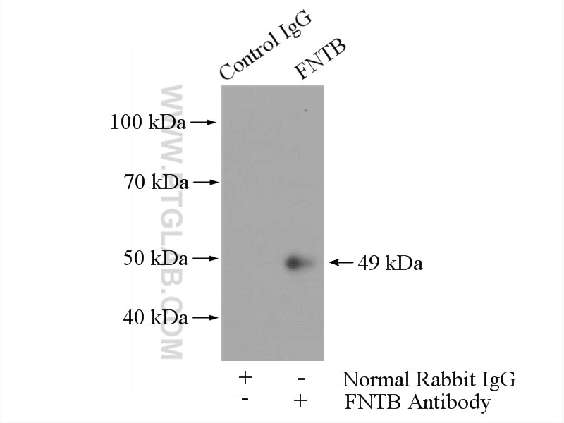 Immunoprecipitation (IP) experiment of HeLa cells using FNTB Polyclonal antibody (11507-1-AP)