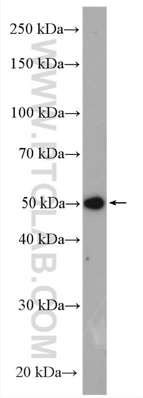 Western Blot (WB) analysis of mouse heart tissue using FNTB Polyclonal antibody (11507-1-AP)