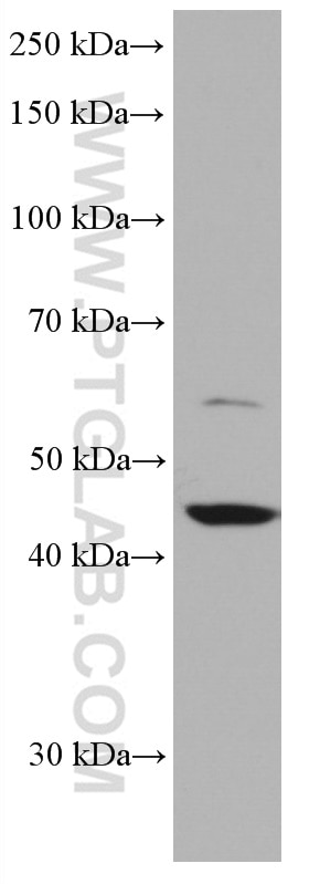 Western Blot (WB) analysis of HEK-293 cells using FNTB Monoclonal antibody (66783-1-Ig)