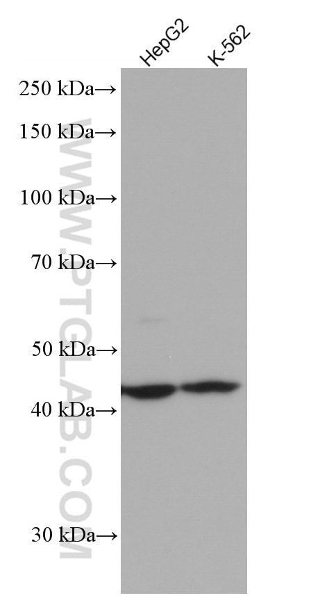 Western Blot (WB) analysis of various lysates using FNTB Monoclonal antibody (66783-1-Ig)