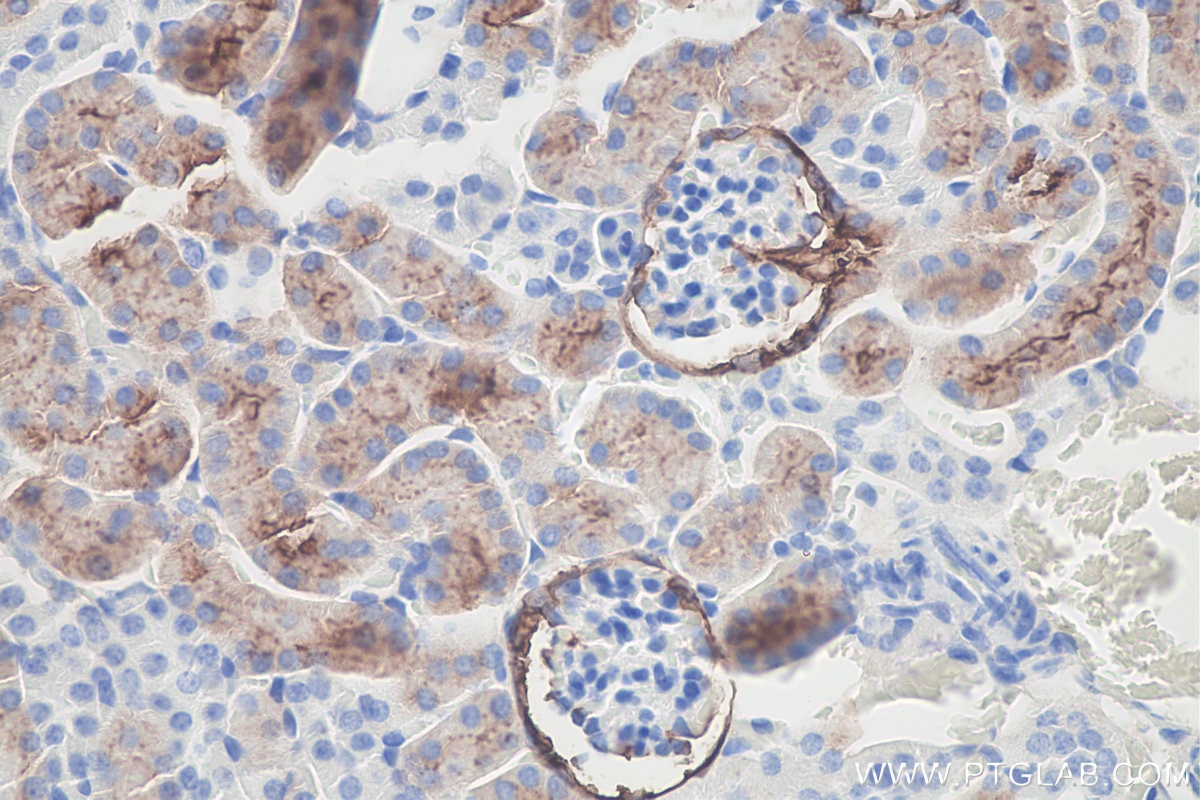 Immunohistochemistry (IHC) staining of mouse kidney tissue using PSMA/GCPII Monoclonal antibody (66678-1-Ig)