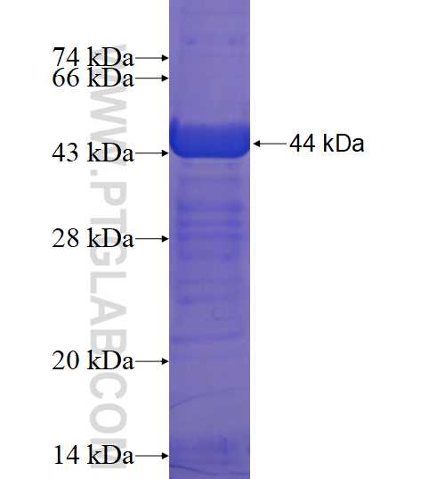 FOLH1 fusion protein Ag16594 SDS-PAGE