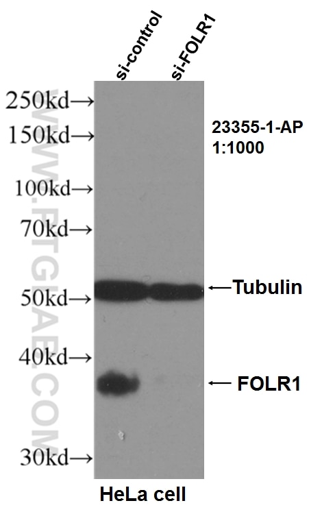 Western Blot (WB) analysis of HeLa cells using FOLR1 Polyclonal antibody (23355-1-AP)