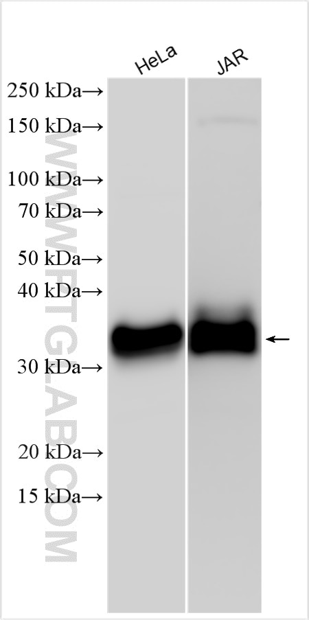Western Blot (WB) analysis of various lysates using FOLR1 Polyclonal antibody (23355-1-AP)