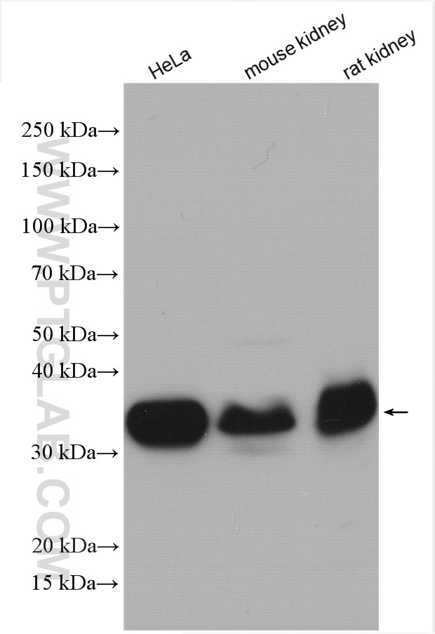 Western Blot (WB) analysis of various lysates using FOLR1 Polyclonal antibody (29472-1-AP)