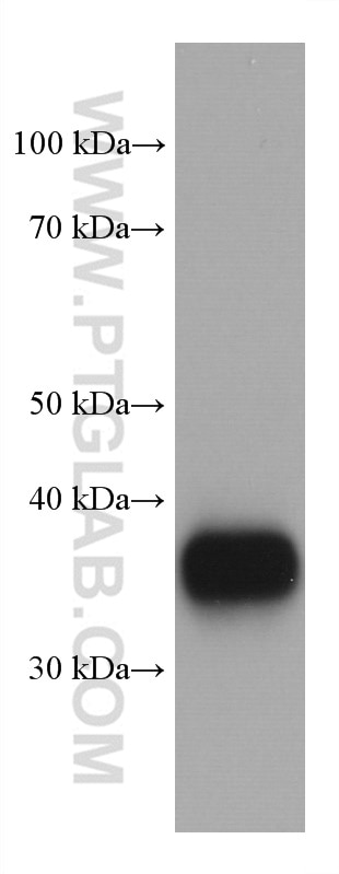 Western Blot (WB) analysis of HeLa cells using FOLR1 Monoclonal antibody (60307-1-Ig)