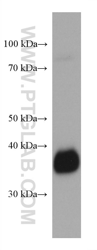 Western Blot (WB) analysis of human milk using FOLR1 Monoclonal antibody (60307-1-Ig)